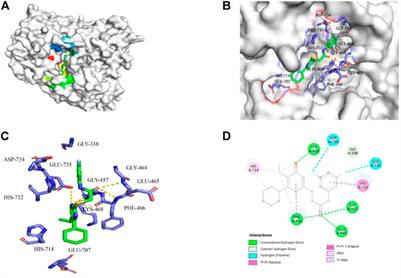 Identification of 6ω-cyclohexyl-2-(phenylamino carbonylmethylthio)pyrimidin-4(3H)-ones targeting the ZIKV NS5 RNA dependent RNA polymerase